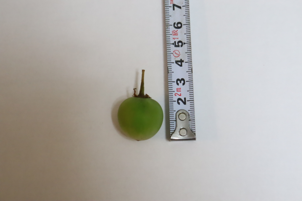 f:id:tomato_1:20210626232405j:plain