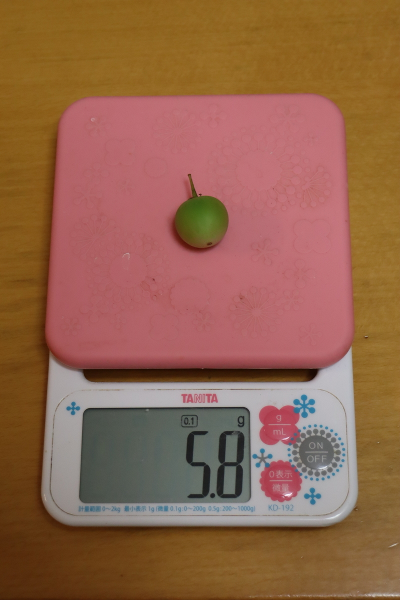 f:id:tomato_1:20210626232419j:plain