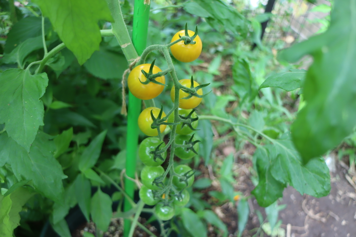 f:id:tomato_1:20210628034345j:plain