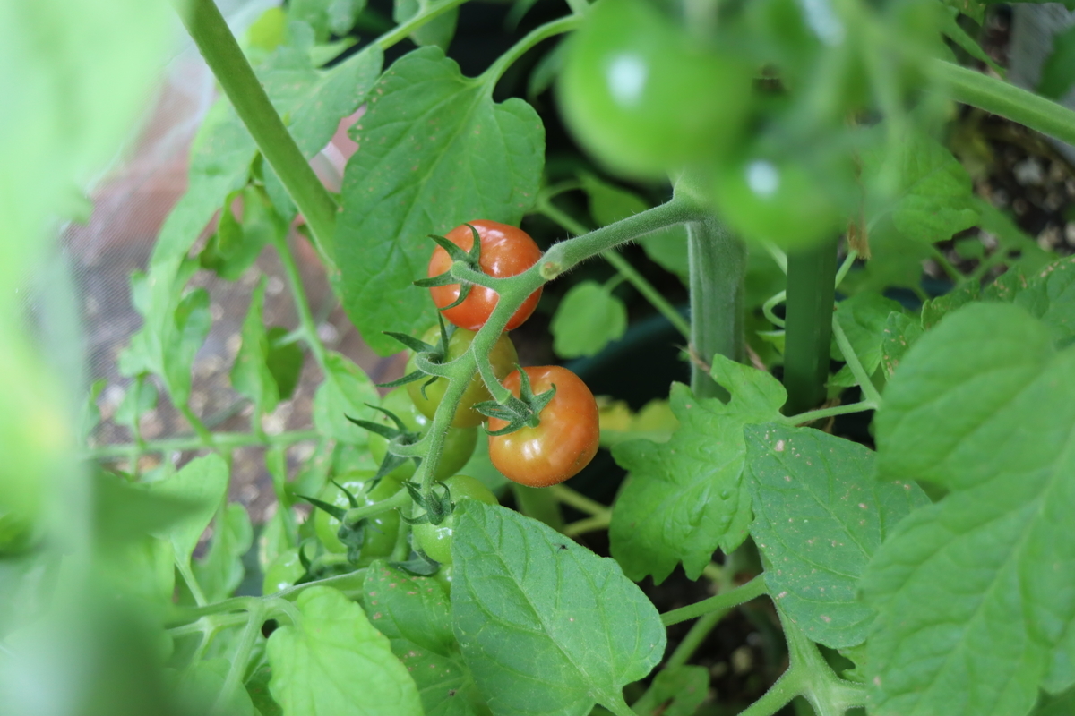 f:id:tomato_1:20210628034401j:plain