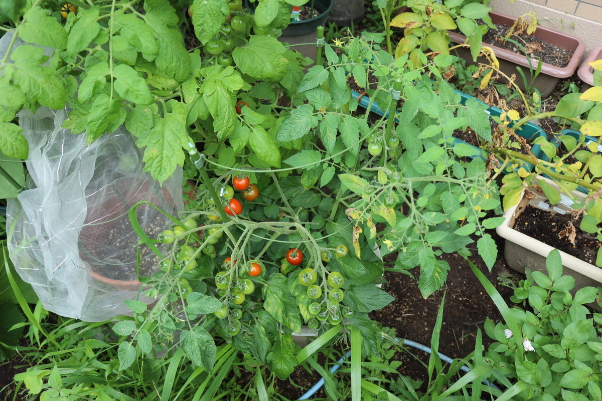 f:id:tomato_1:20210628034439j:plain