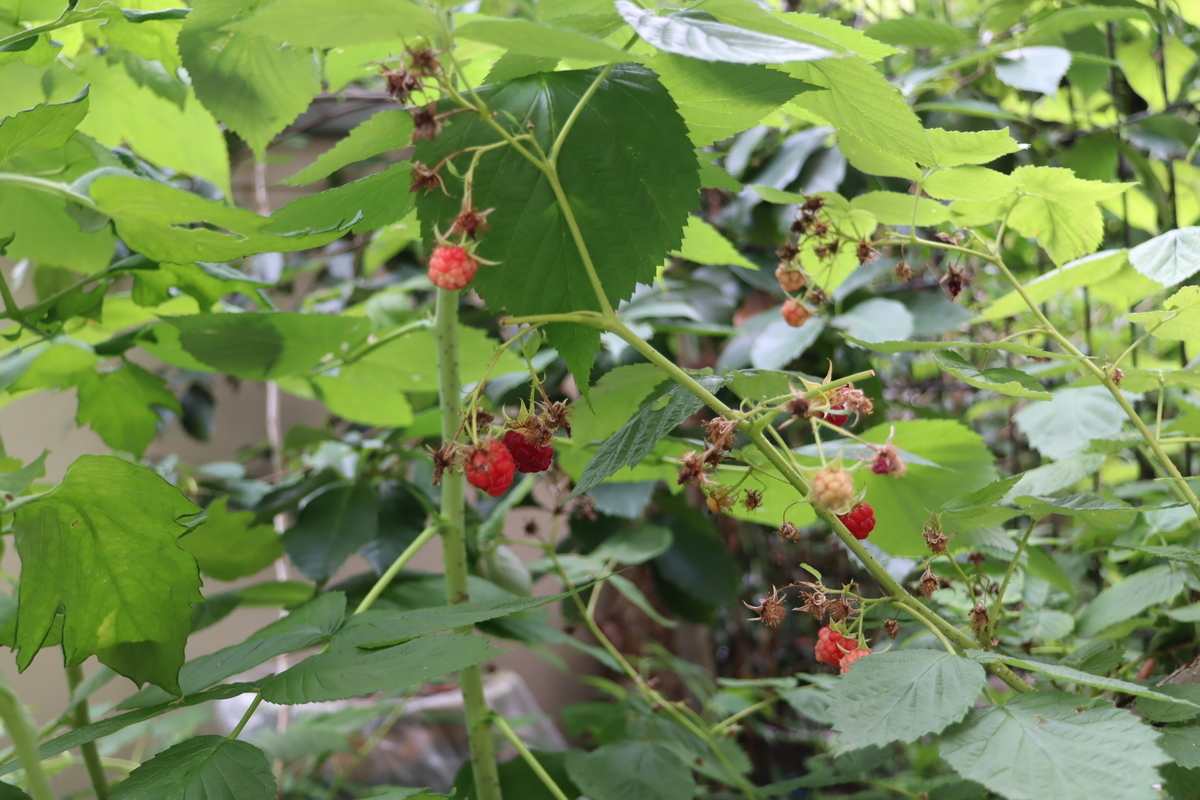 f:id:tomato_1:20210628034533j:plain