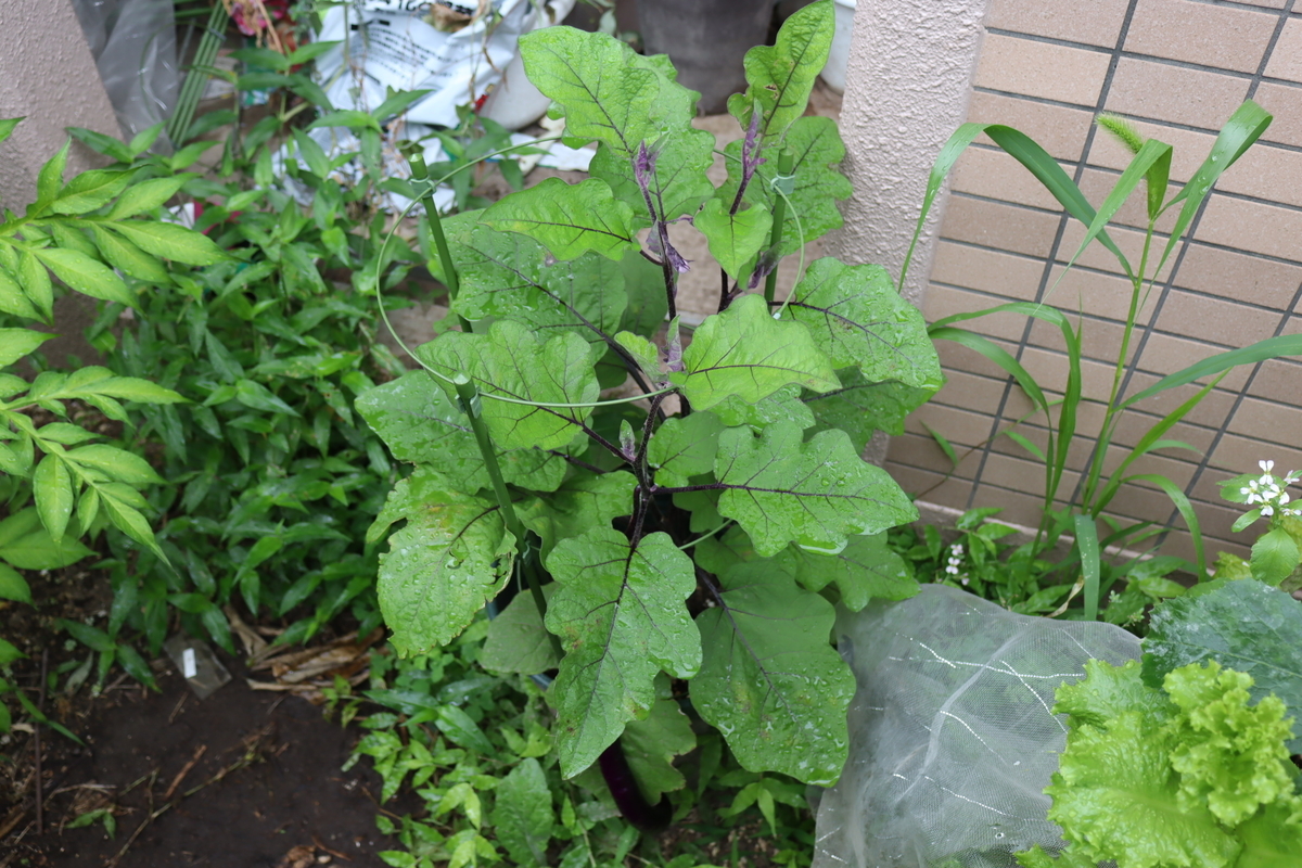 f:id:tomato_1:20210629034402j:plain
