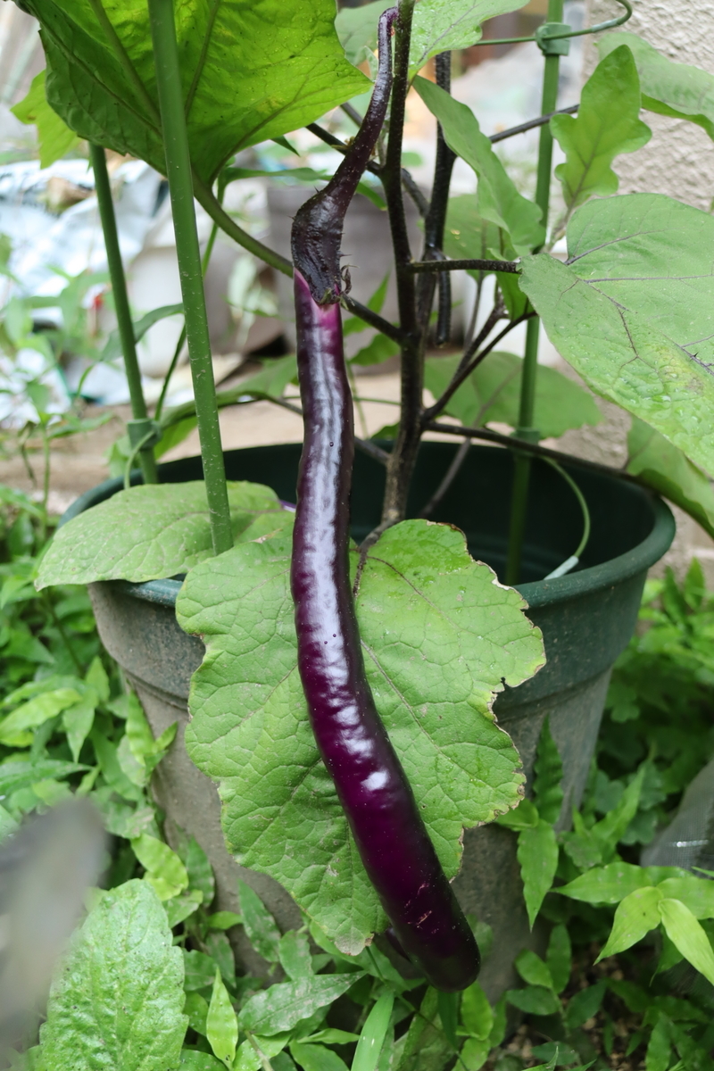 f:id:tomato_1:20210629034432j:plain