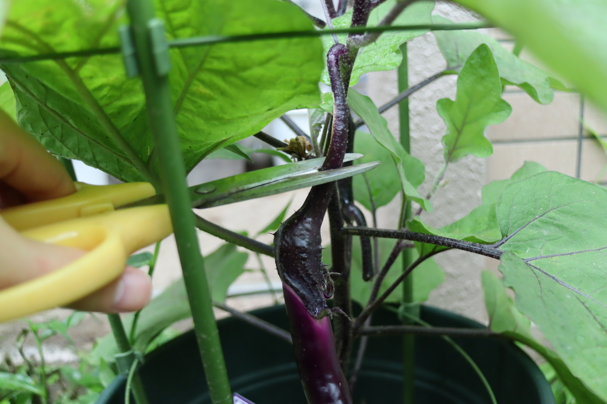 f:id:tomato_1:20210629034711j:plain