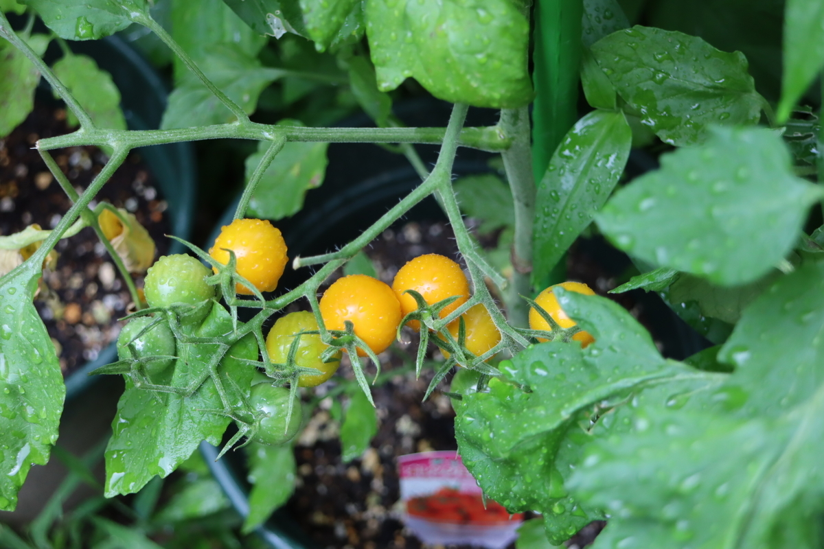 f:id:tomato_1:20210629035251j:plain