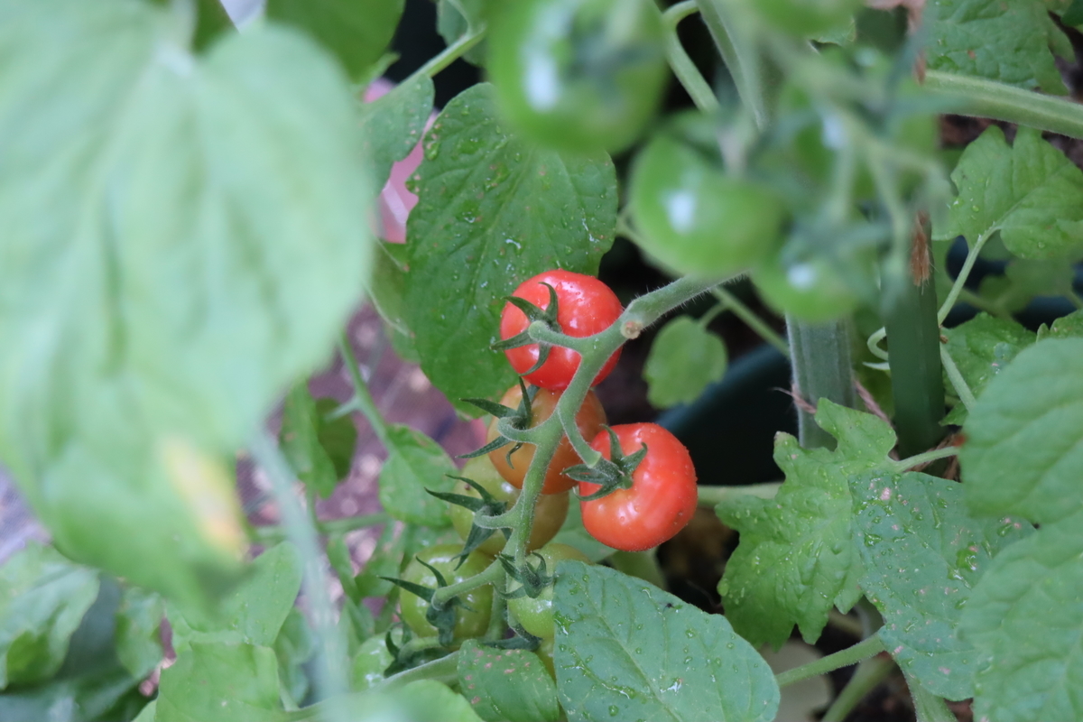 f:id:tomato_1:20210629035305j:plain