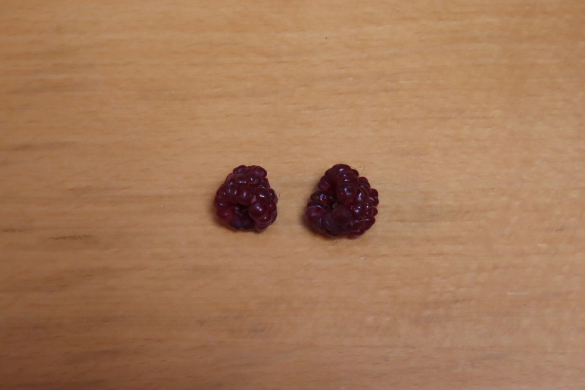 f:id:tomato_1:20210629035403j:plain
