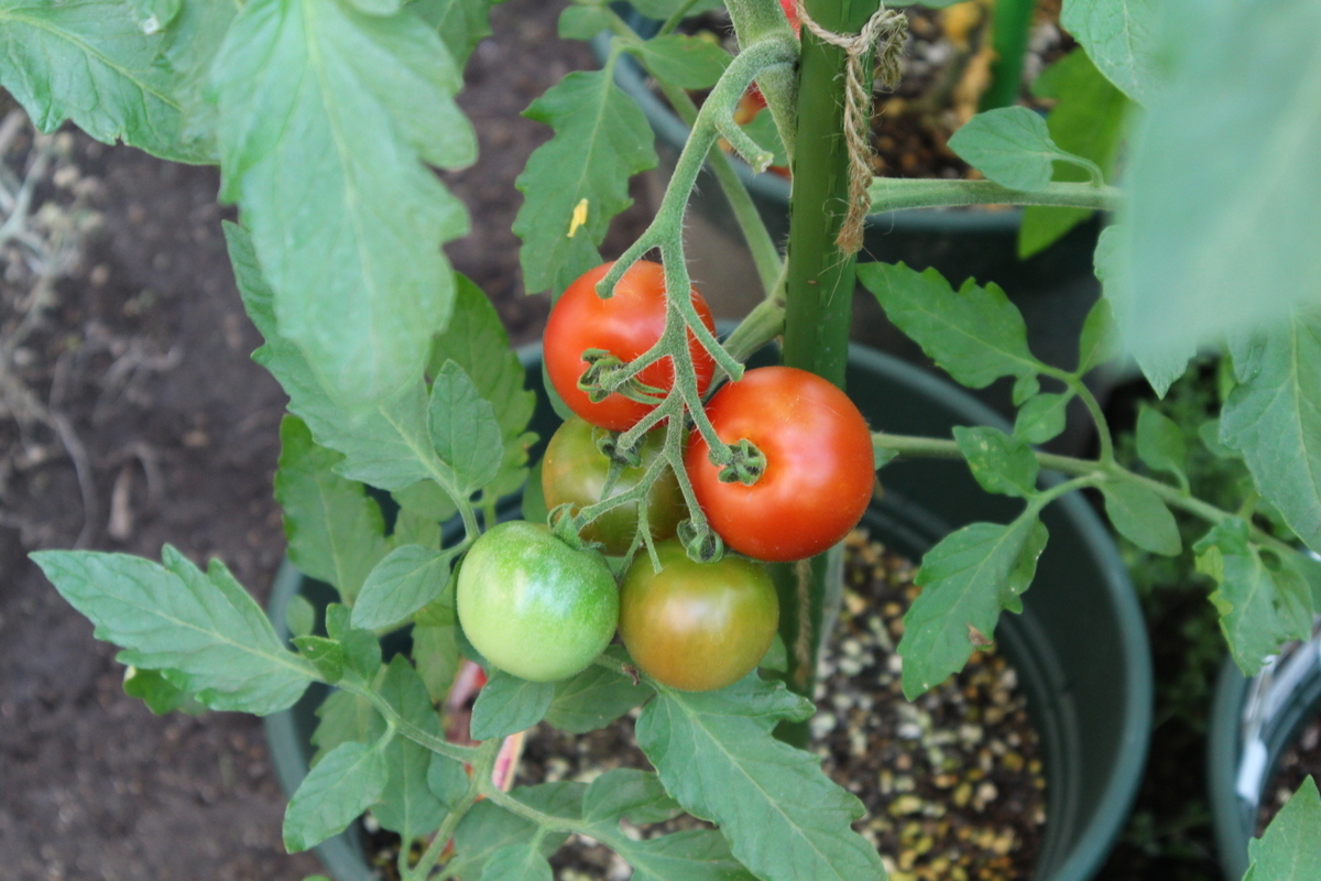 f:id:tomato_1:20210630030047j:plain