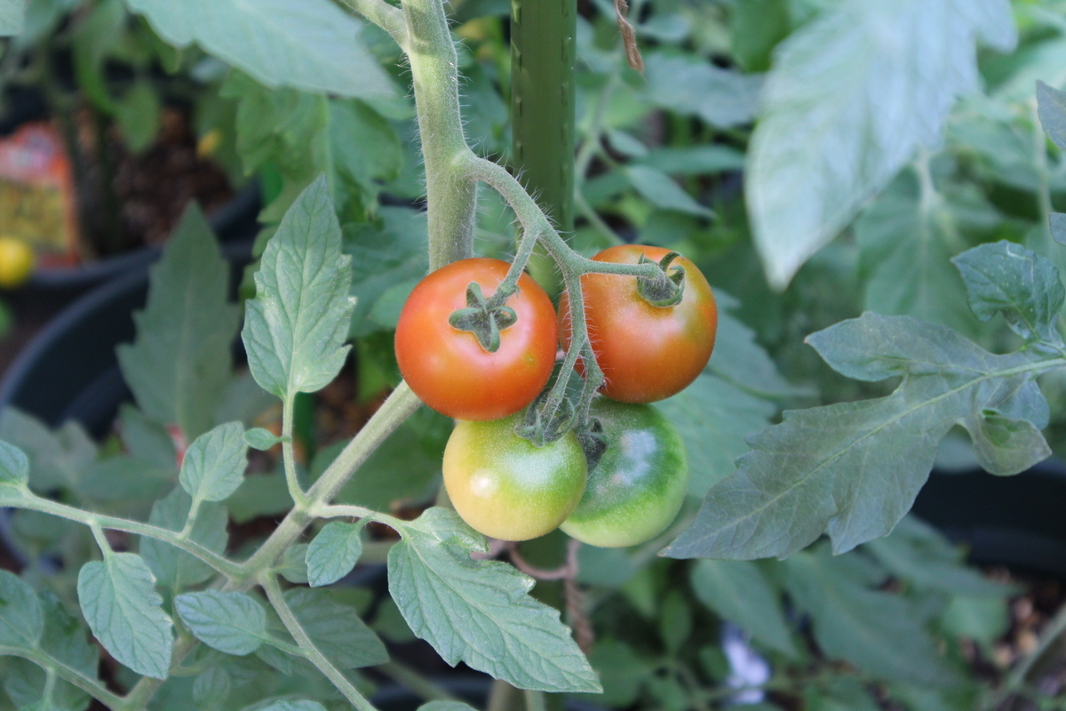 f:id:tomato_1:20210630030104j:plain