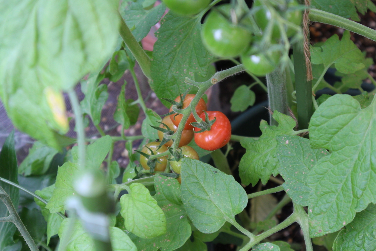 f:id:tomato_1:20210630030132j:plain