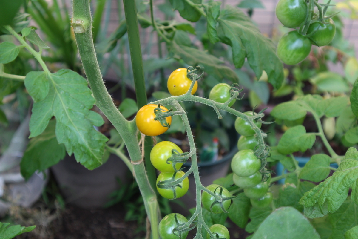 f:id:tomato_1:20210630030145j:plain