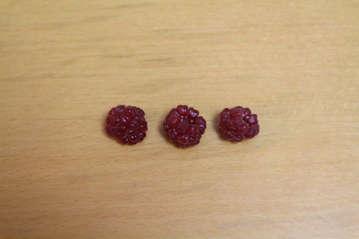 f:id:tomato_1:20210630030249j:plain