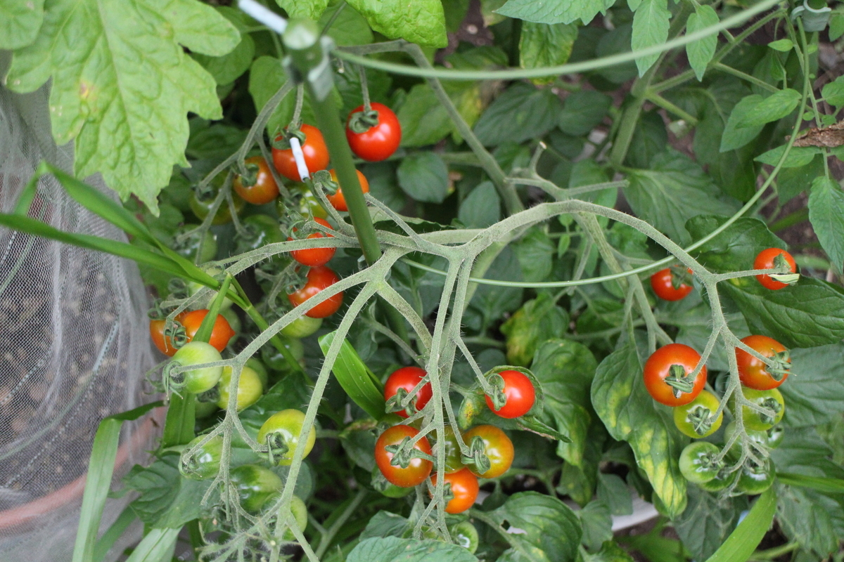 f:id:tomato_1:20210701030043j:plain