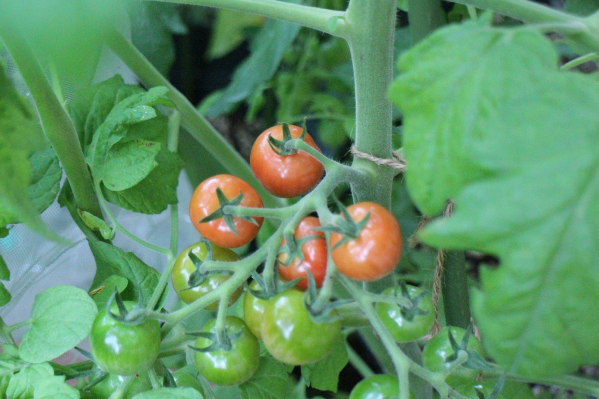 f:id:tomato_1:20210701030059j:plain