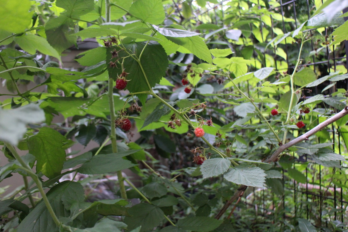 f:id:tomato_1:20210701030139j:plain