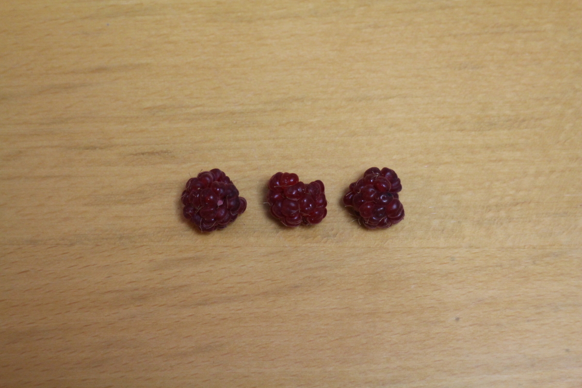 f:id:tomato_1:20210701030152j:plain