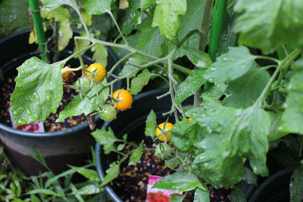 f:id:tomato_1:20210702035326j:plain