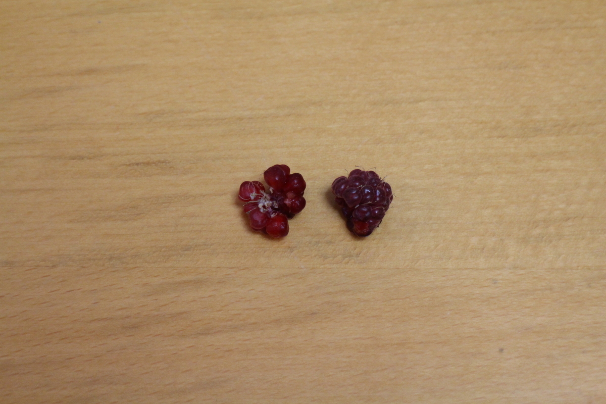 f:id:tomato_1:20210702035406j:plain