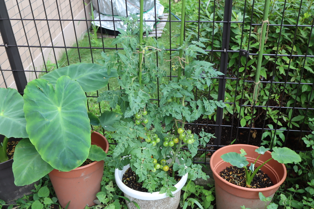 f:id:tomato_1:20210704032852j:plain