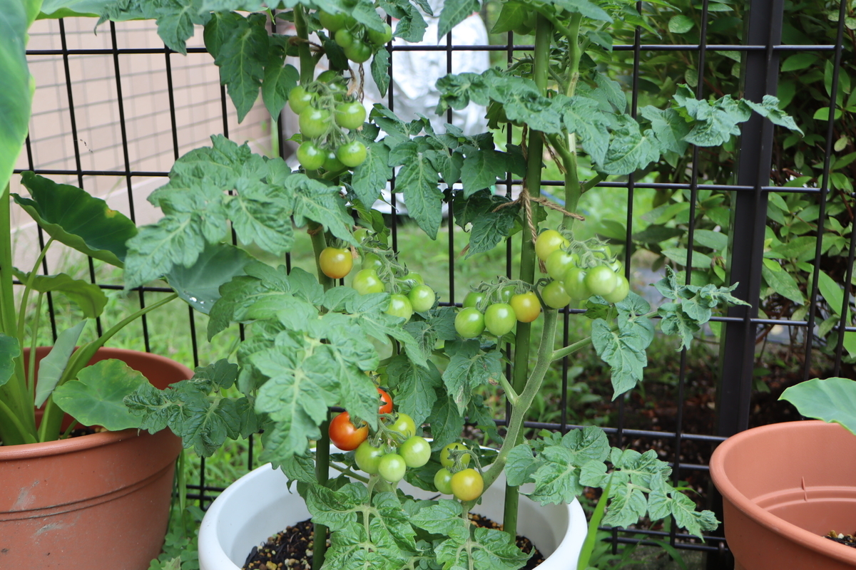 f:id:tomato_1:20210704033207j:plain