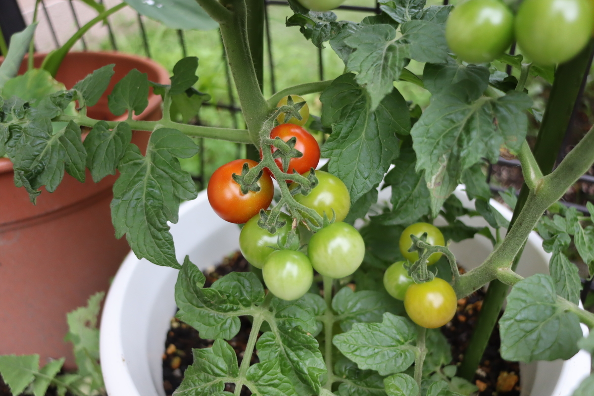 f:id:tomato_1:20210704033232j:plain