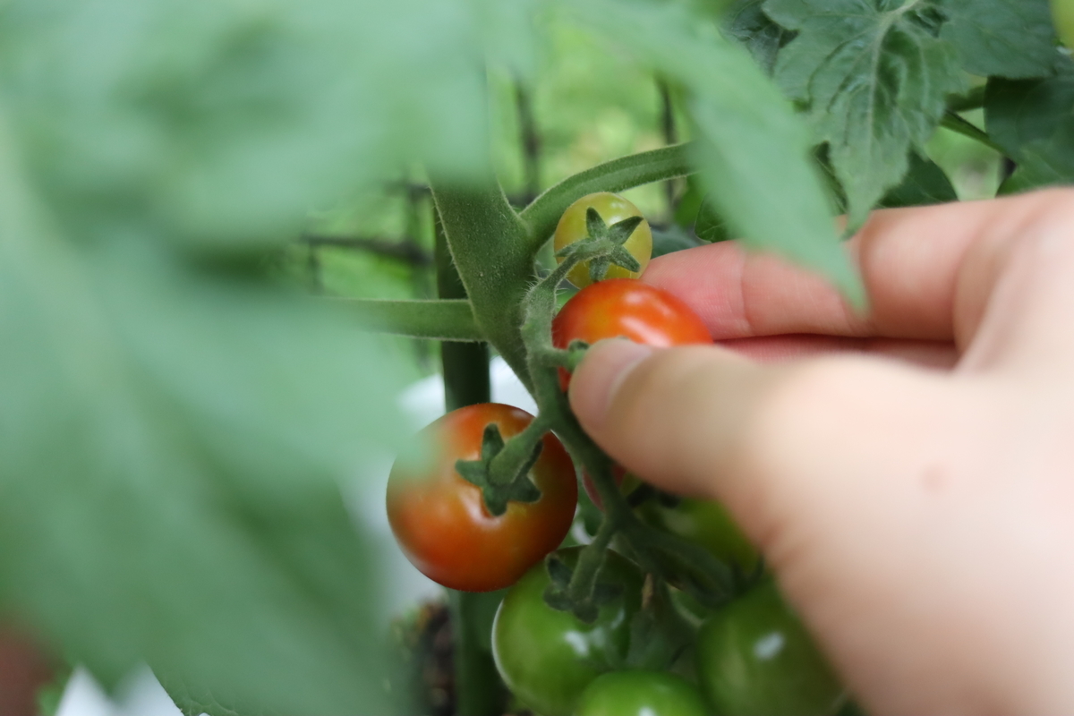 f:id:tomato_1:20210704033243j:plain