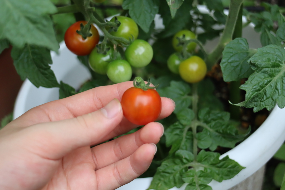 f:id:tomato_1:20210704033357j:plain