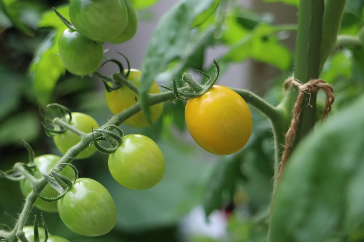 f:id:tomato_1:20210704033551j:plain