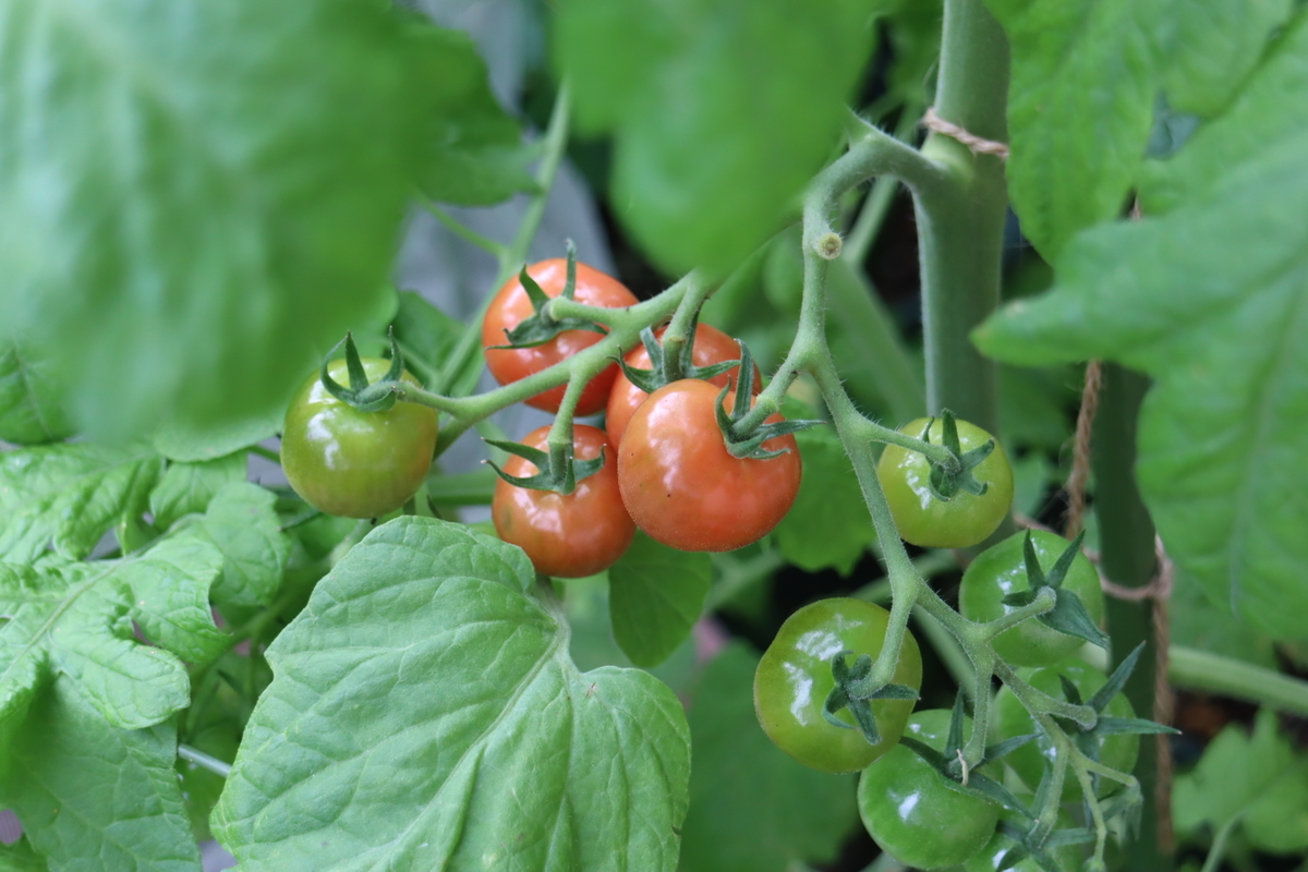 f:id:tomato_1:20210704033603j:plain
