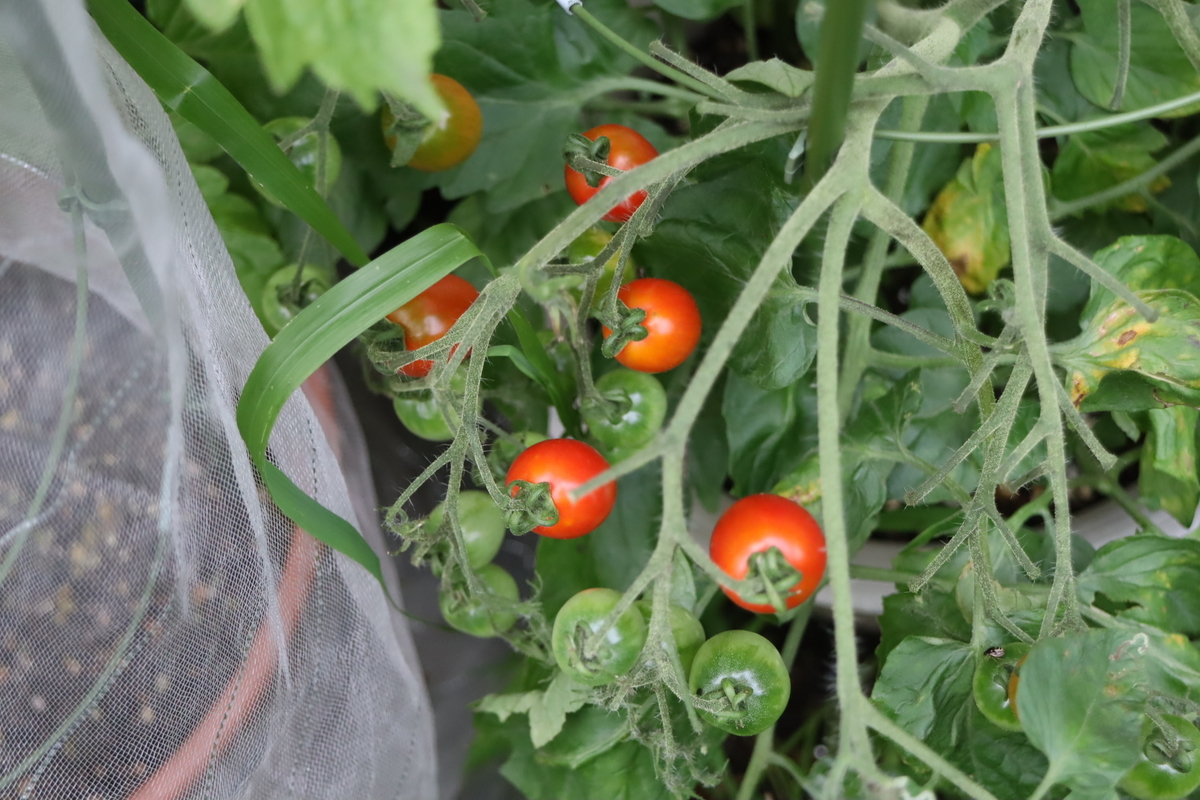 f:id:tomato_1:20210705035829j:plain