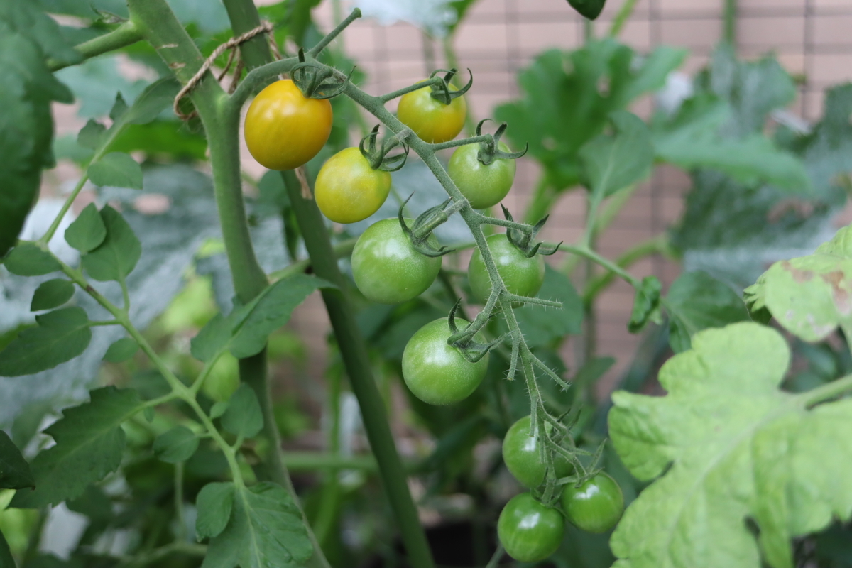 f:id:tomato_1:20210705035840j:plain