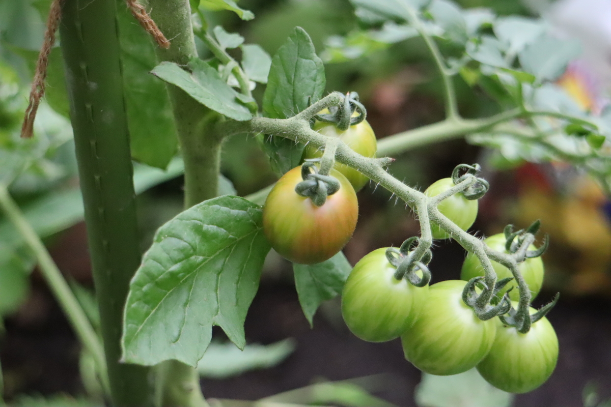 f:id:tomato_1:20210705035943j:plain