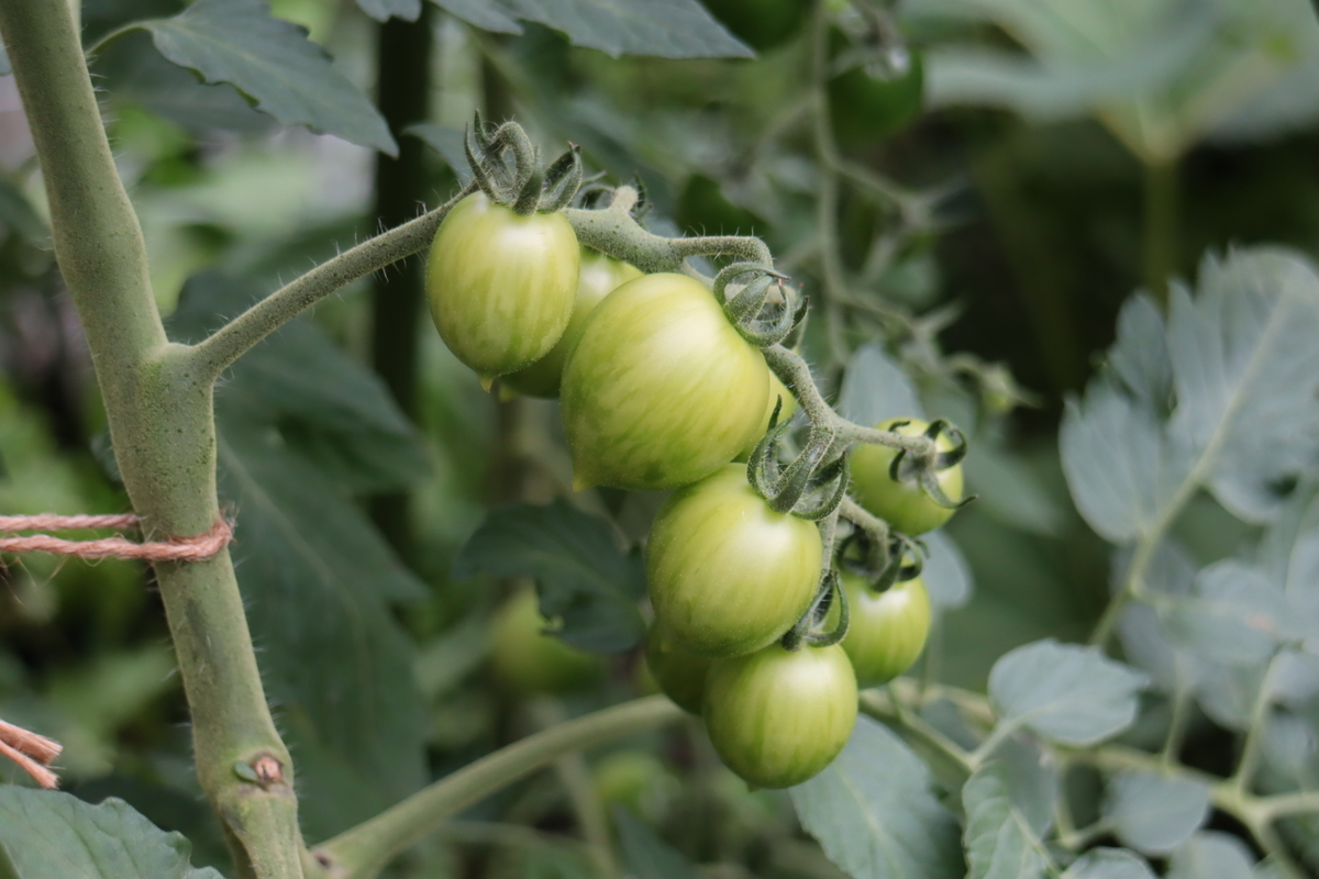 f:id:tomato_1:20210705035956j:plain