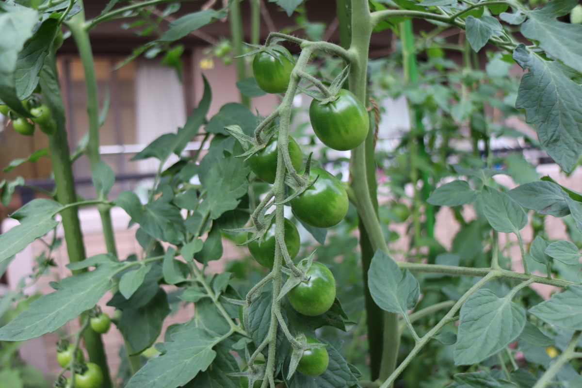 f:id:tomato_1:20210705040859j:plain