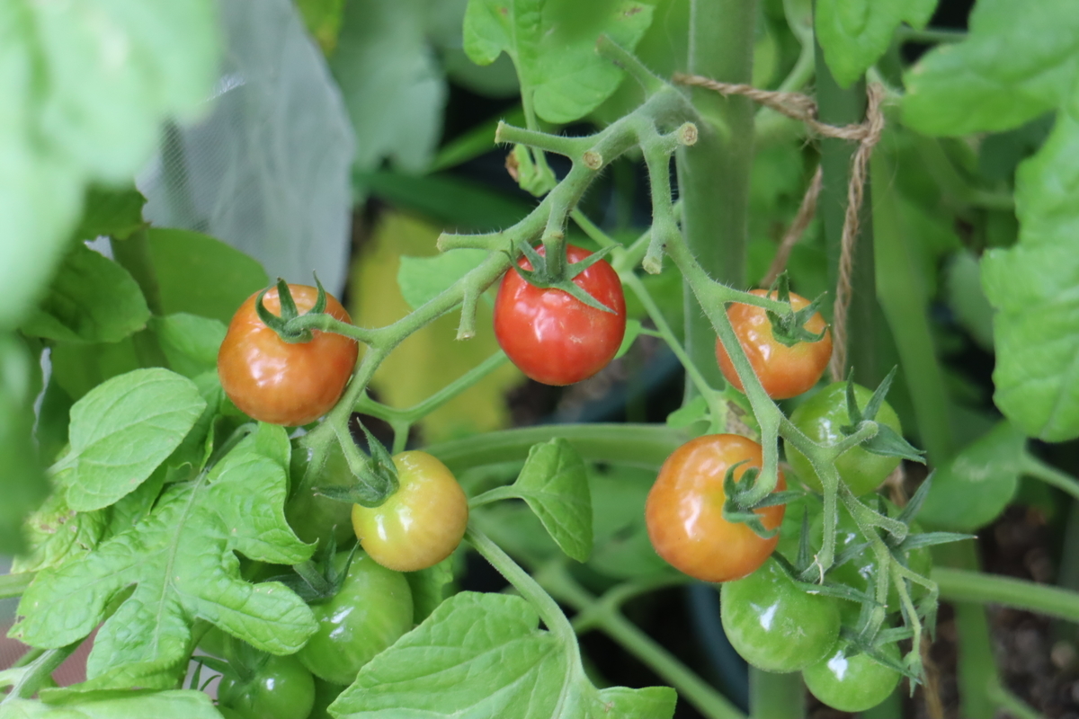 f:id:tomato_1:20210706035137j:plain