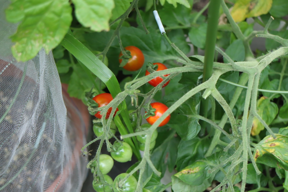 f:id:tomato_1:20210706035156j:plain