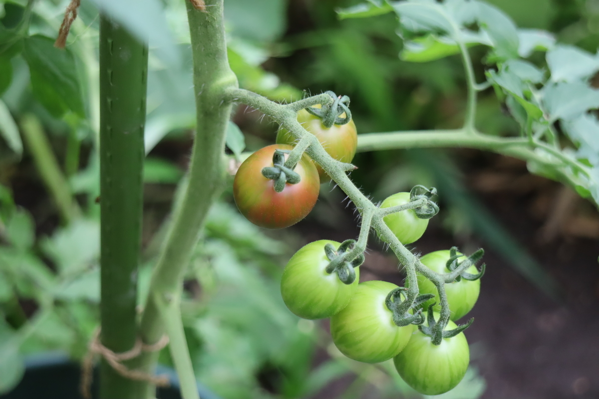 f:id:tomato_1:20210706035211j:plain