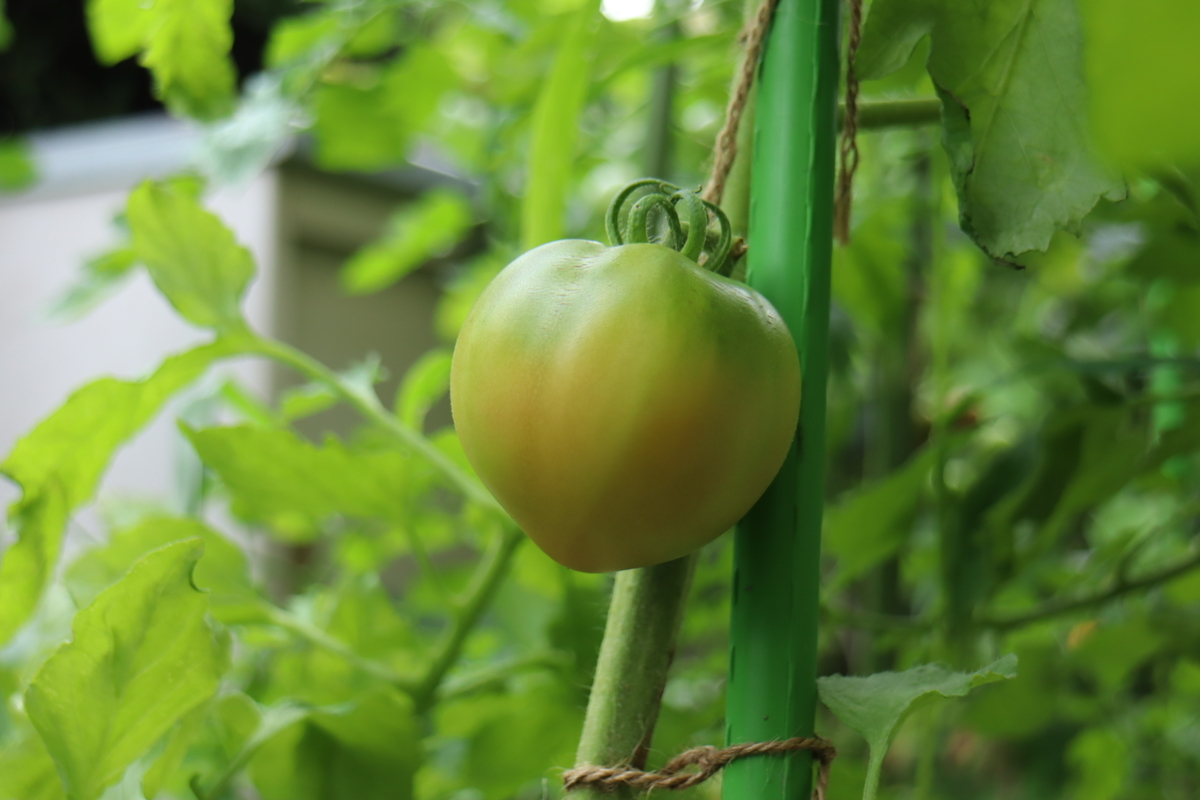 f:id:tomato_1:20210706035224j:plain