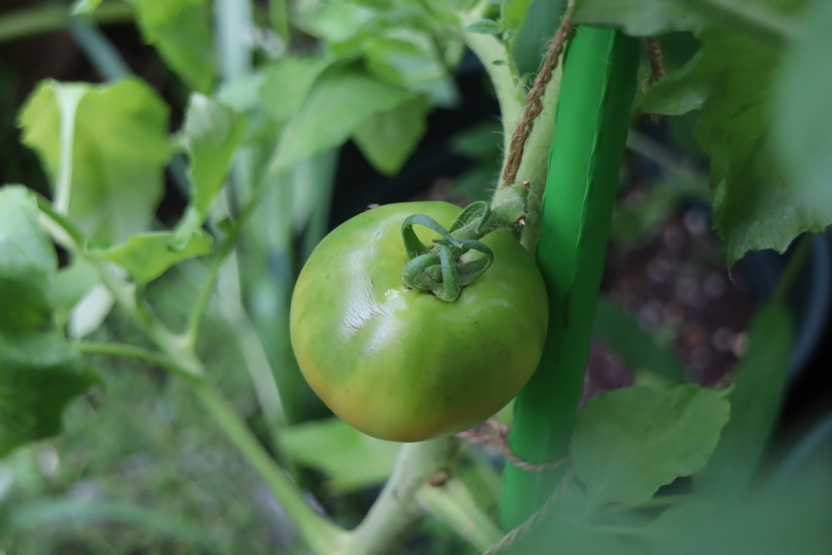 f:id:tomato_1:20210706035242j:plain