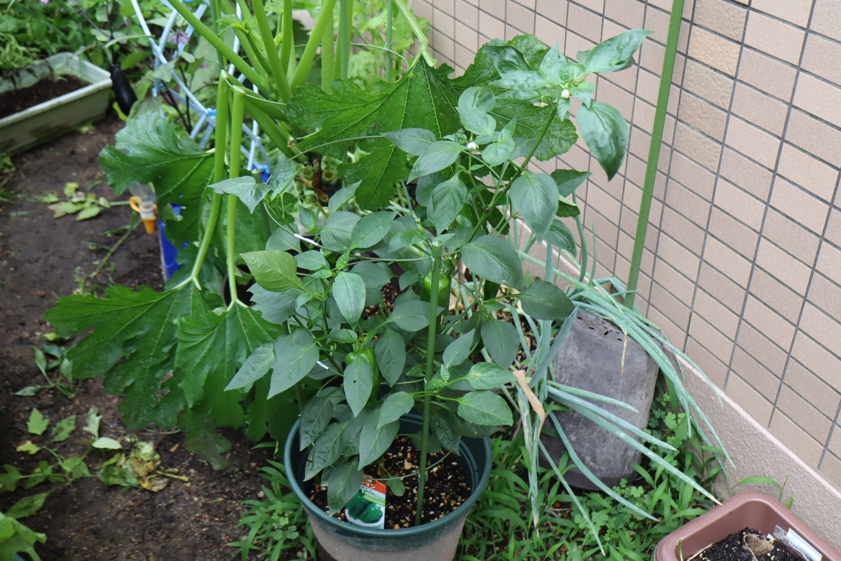 f:id:tomato_1:20210709035021j:plain