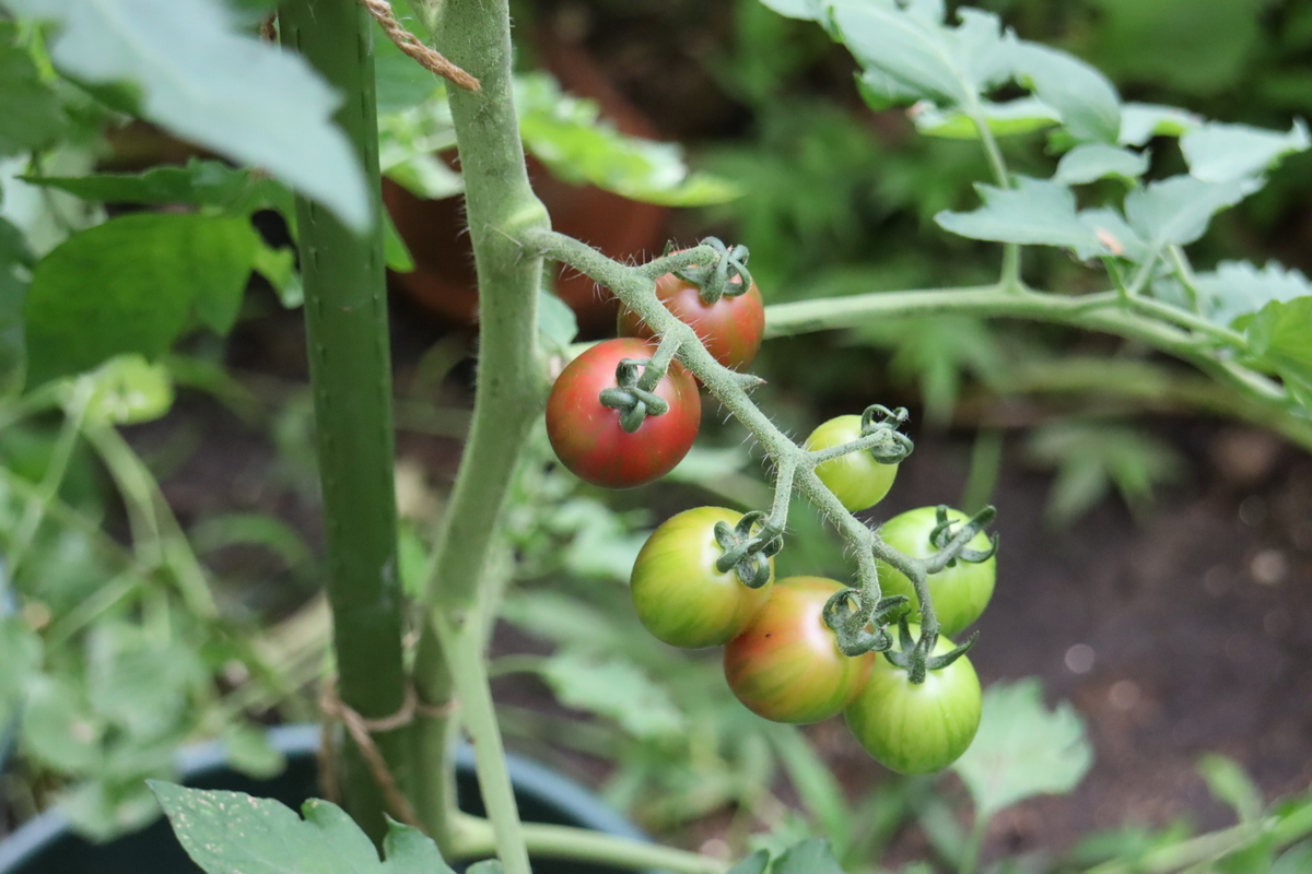 f:id:tomato_1:20210709035152j:plain