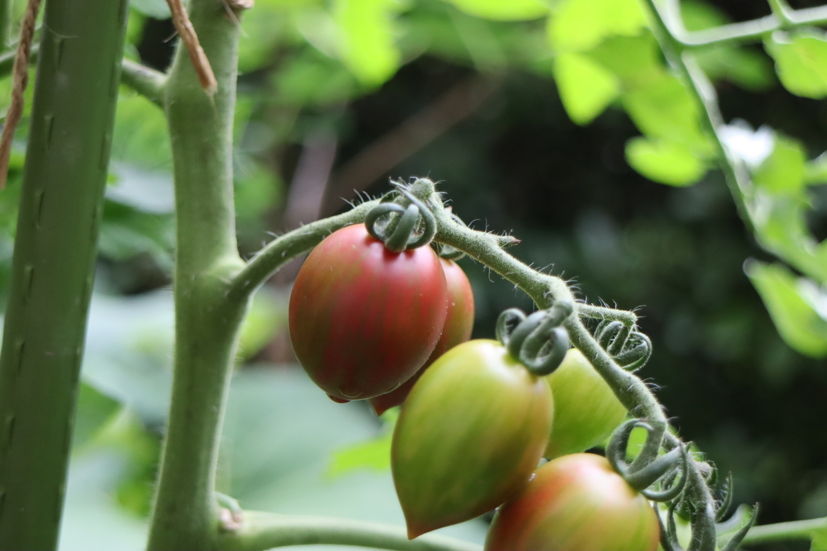 f:id:tomato_1:20210709035203j:plain