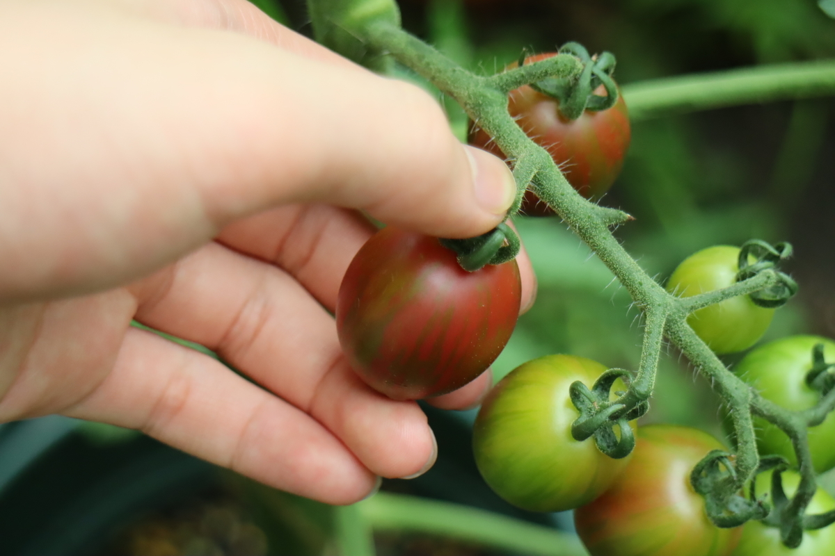 f:id:tomato_1:20210709035214j:plain