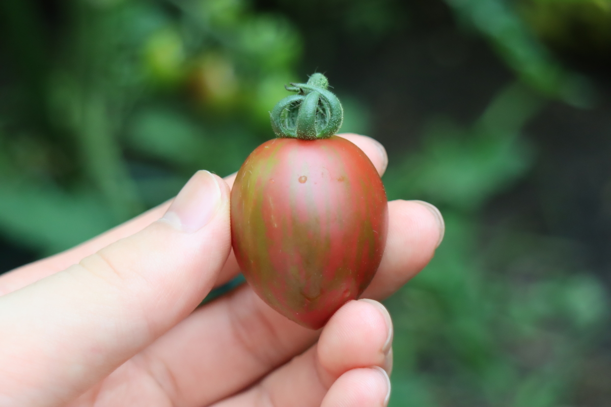 f:id:tomato_1:20210709035238j:plain