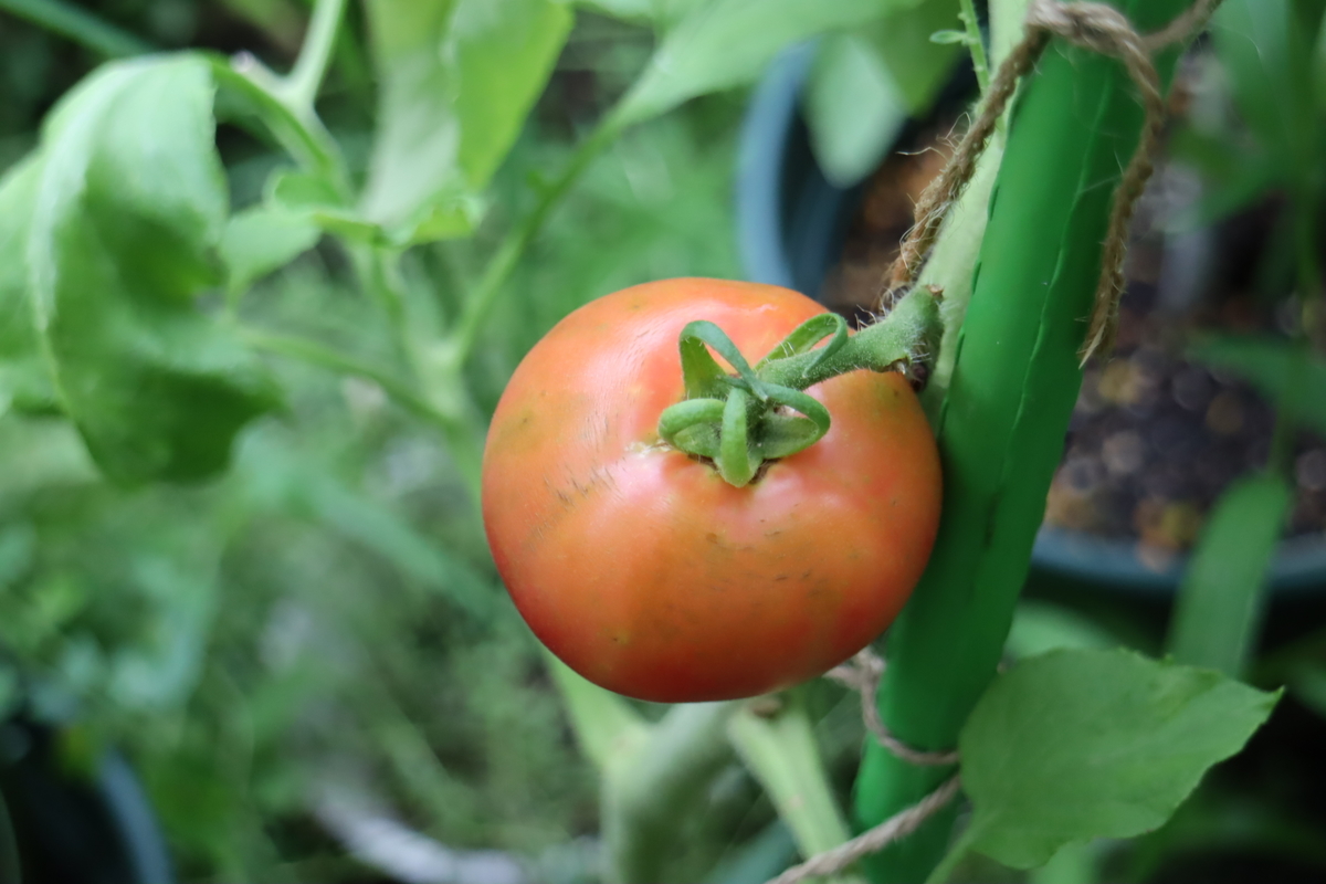 f:id:tomato_1:20210709035250j:plain