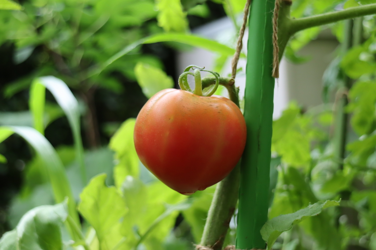 f:id:tomato_1:20210709035305j:plain