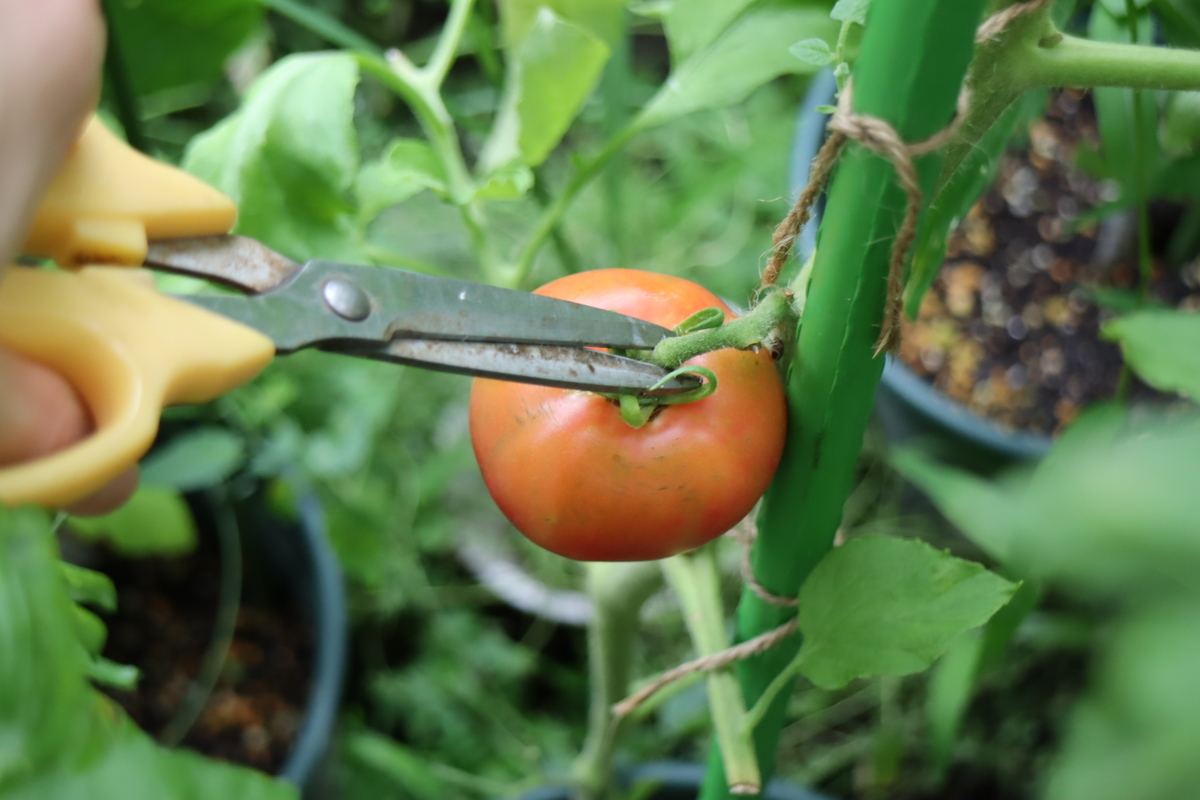 f:id:tomato_1:20210709035316j:plain