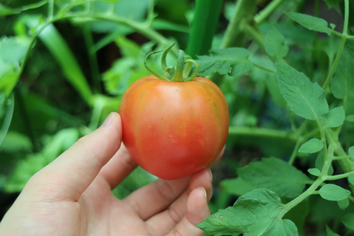 f:id:tomato_1:20210709035326j:plain