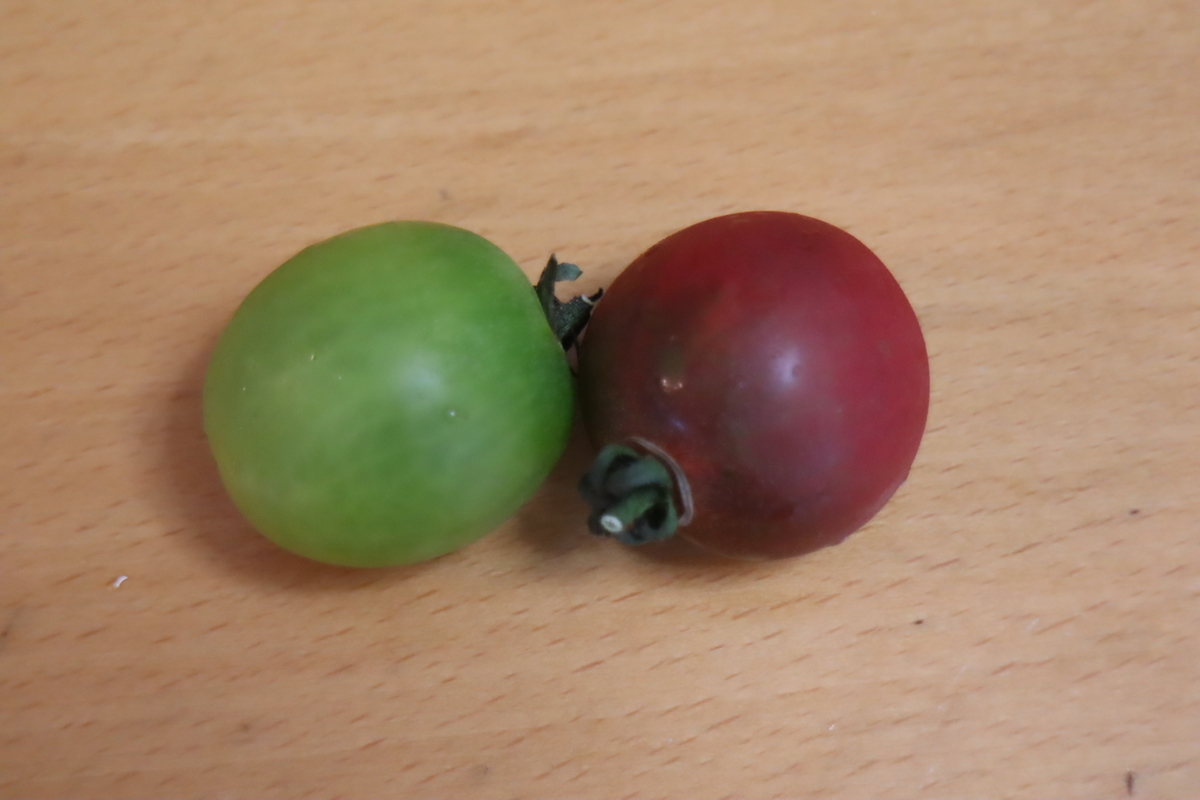 f:id:tomato_1:20210709035456j:plain